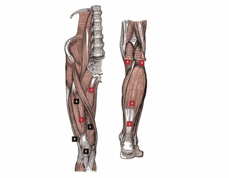 mięśnie czworogłowe uda i łydki anatomia