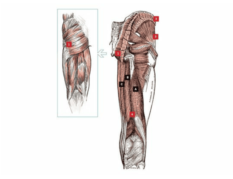 mięśnie kulszowo-goleniowe i pośladków anatomia