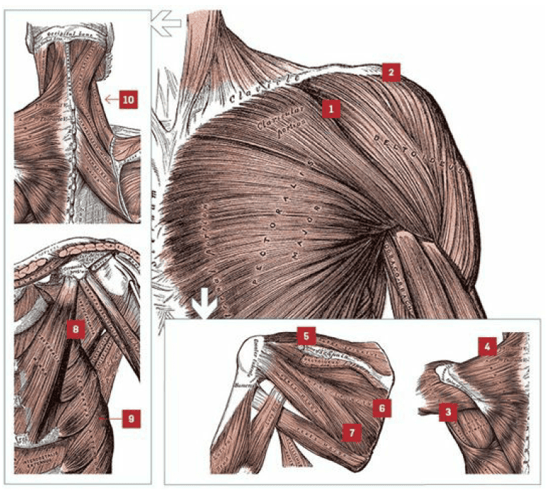mięśnie barków anatomia