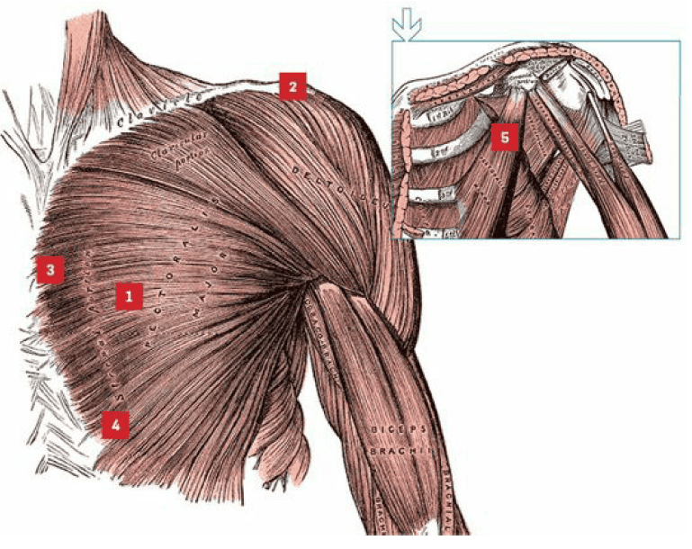 mięśnie klatki piersiowej anatomia