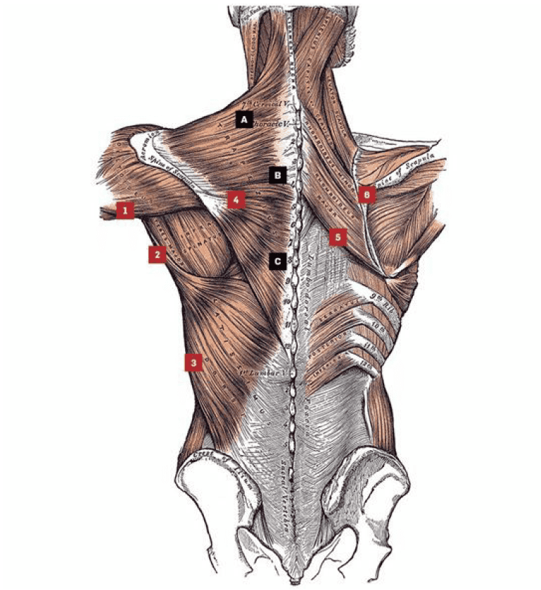 mięśnie pleców anatomia
