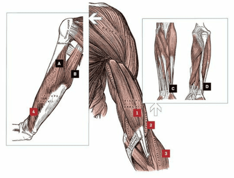 mięśnie ramion anatomia