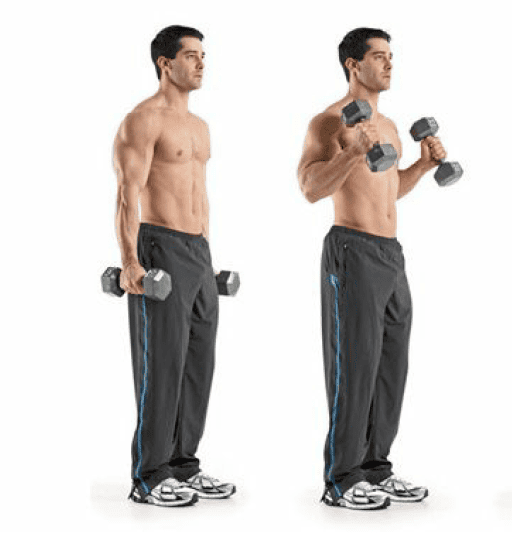 ćwiczenie na biceps zginanie ramion z hantlami
