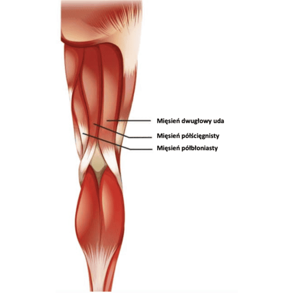 anatomia mięśni kulszowo-goleniowych